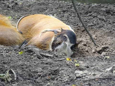 A Red river hog rests during the summer. Potamochoerus porcus Stockfoto's
