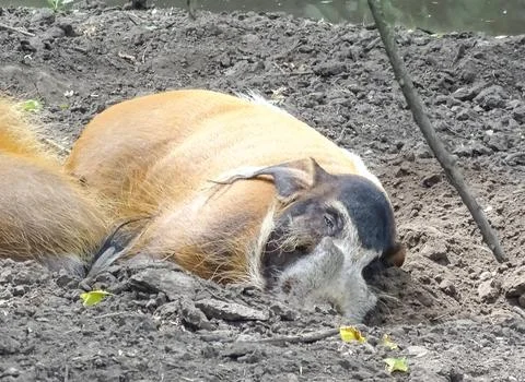A Red river hog rests during the summer. Potamochoerus porcus Fotos de archivo