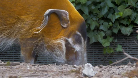 Red River Hog rooting through the ground for food (Close up) Stock Footage 114999204