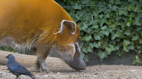 Red River Hog sniffing the ground Stock Footage 114973382