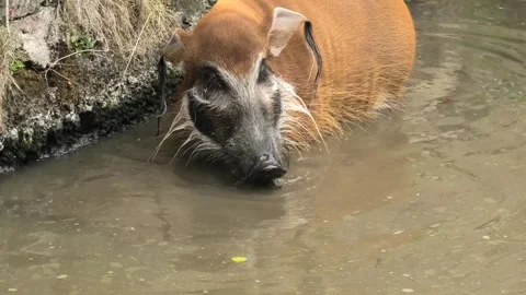 Red River Hog Submerging Head Underwater to Eat Green Algae Stock Footage 341488915