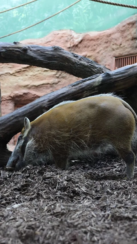Red river hog vertical video Stock Footage 288021768