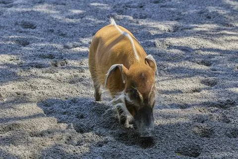 Red river hog walking across sandy ground in tropical habitat Stock Photos