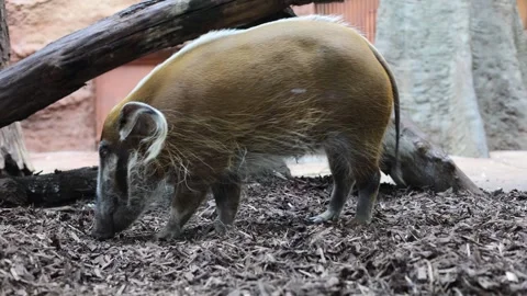 At the RED RIVER HOG zoo Stock Footage 287928301