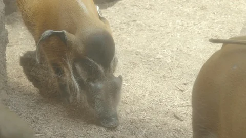 Red River Hogs Stock Footage 86656310