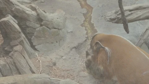 Red River Hogs Stock Footage 86664718