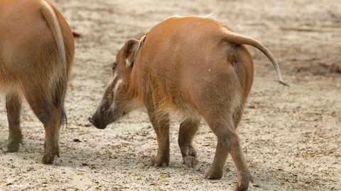 Red river hogs foraging on sandy ground in zoological park habitat. Stock Footage 333617844