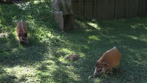 Red river hogs graze on grass HD Stock Footage 97243472