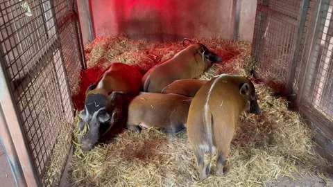 Red river hogs resting in enclosure Stock Footage 312561738
