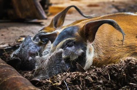 Red River Hogs Resting on Ground Foto stock