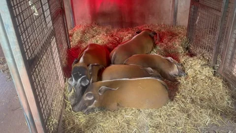 Red river hogs sleeping together in enclosure Stock Footage 312561613