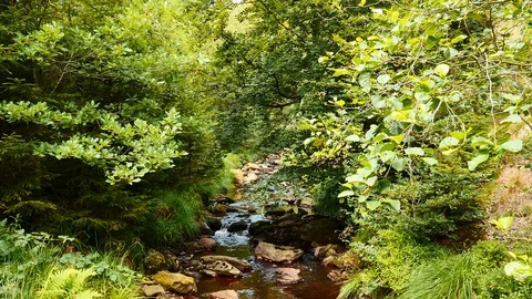 Red river trees, Belgium, 4K 25p Stock Footage 76669552