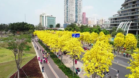 Red riverside path beside golden trumpet street trees in Guangzhou China Stock-Footage 346031604