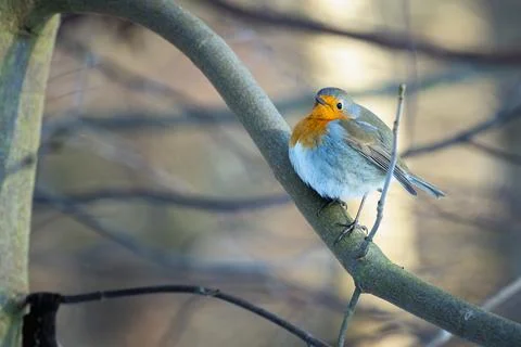 Red Robbin | Rotkelchen Stock Photos