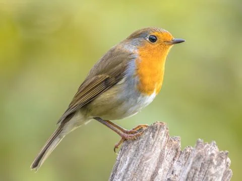 Red robin back light garden Stock Photos
