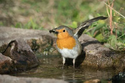 Red robin bathing Stock Photos