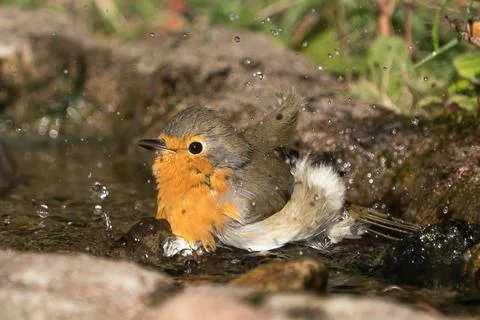 Red robin bathing Stock Photos
