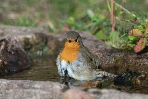 Red robin bathing Stock Photos