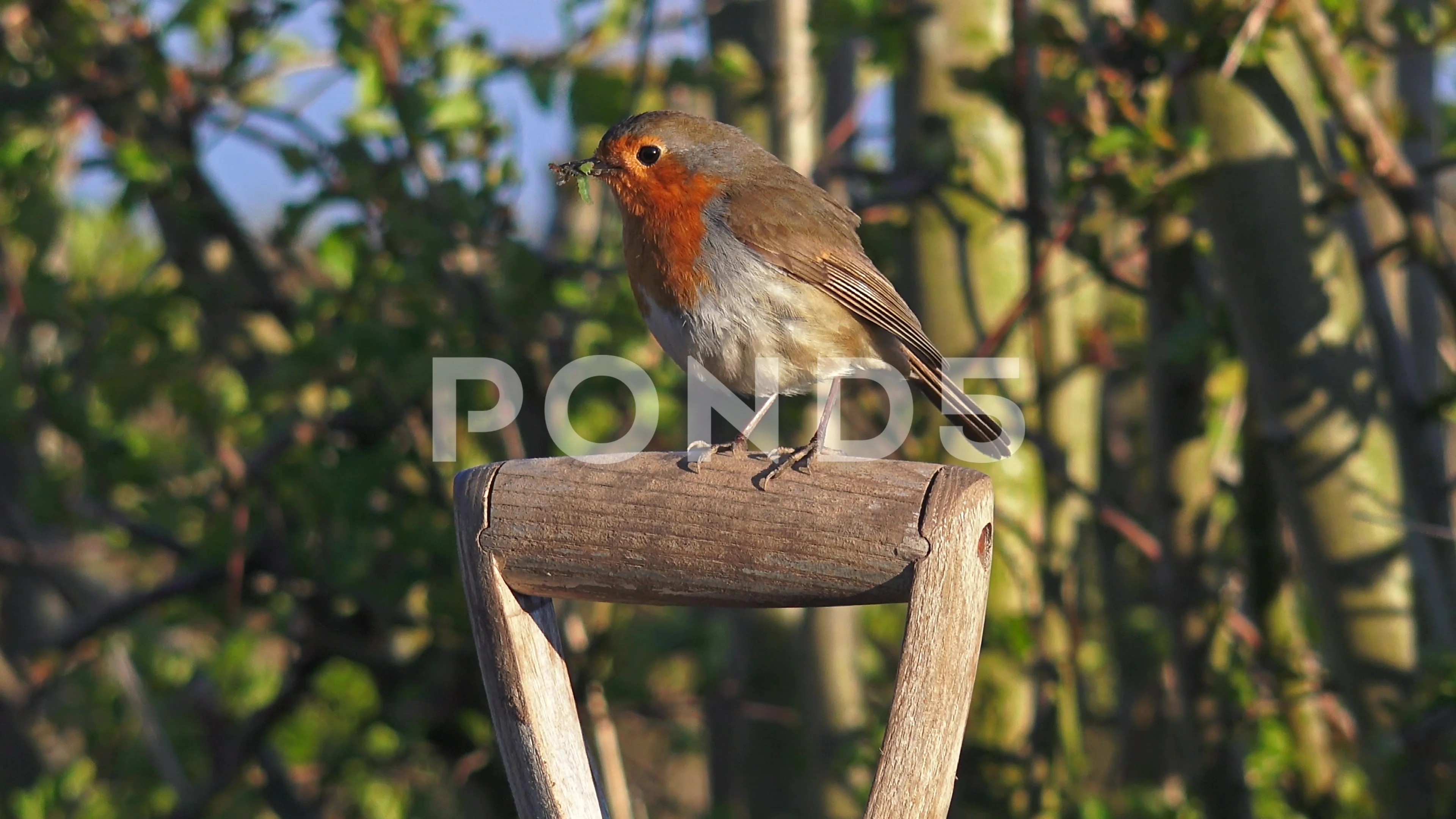 Red Robin bird on garden spade | Stock Video | Pond5