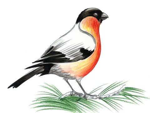 Red robin bird Illustrazione stock