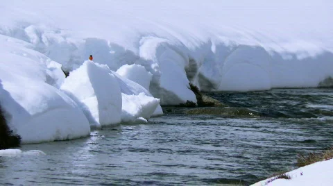 Red Robin Bird, Melting Snow, Flowing Mountain Stream, Spring Day Stock Footage 628958