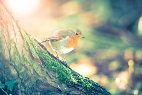 Red robin bird perched on a tree trunk, autumn vintage cross processed effect Stock Photos