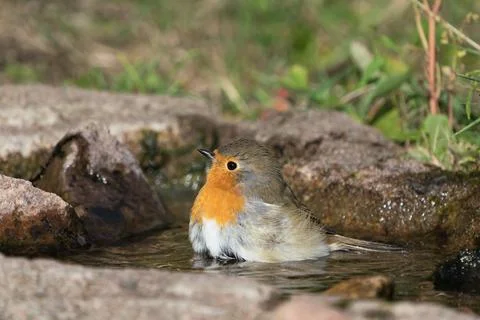 Red robin bird Stock Photos