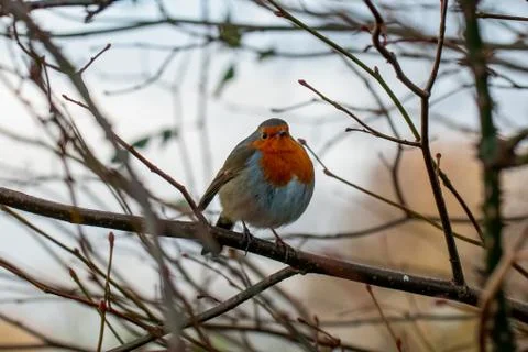 Red Robin on a branch Stock Photos