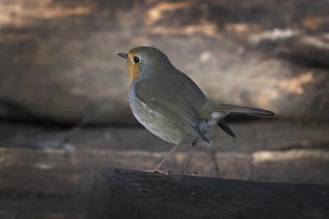 Red Robin up at dawn Foto stock
