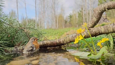 Red robin (Erithacus rubecula) - close-up of a bird in a forest pond. Stock Footage 334063456