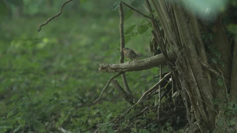 Red Robin 스톡 동영상 137600490