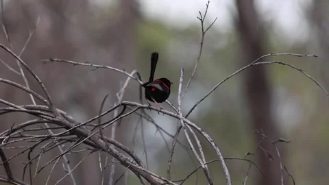 Red Robin Stock Footage 280737622