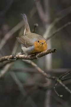 Red Robin getting ready to fly Foto stock