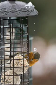 Red robin getting a surprise drip from melting snow Stock-Fotos