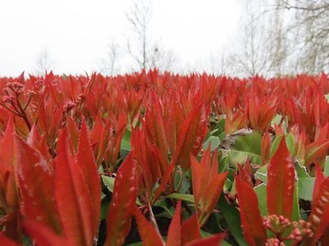Red robin hedge Stock Photos