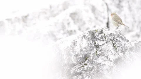 Red robin in the mountains (Erithacus rubecula) Stock Footage 297078946