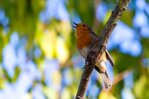 A red robin or Erithacus rubecula. This bird is a regular companion during ga Stock Photos