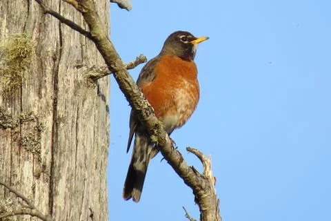 Red Robin perched in the Sunshine Stock Photos