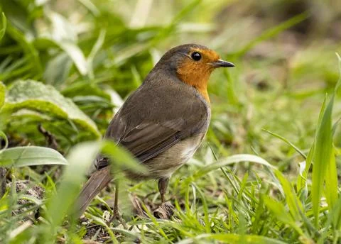 Red Robin Stock Photos