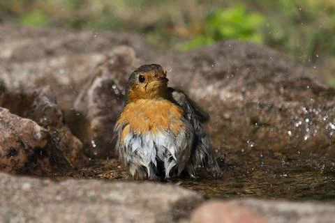 Red robin sitting in a birdbath Stock Photos