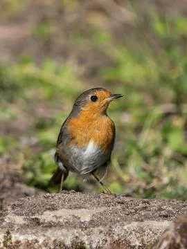 Red robin sitting on the ground Foto stock