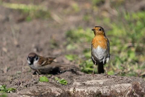 Red robin sitting on the ground Stock Photos