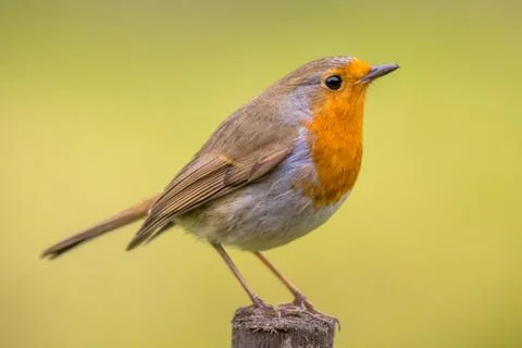 Red Robin on spring background Foto stock