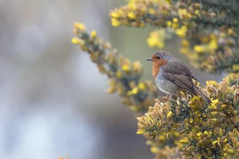 Red Robin in tree with space to left Stock Photos