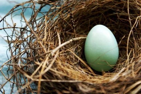 Red Robins Nest Egg Stock Photos