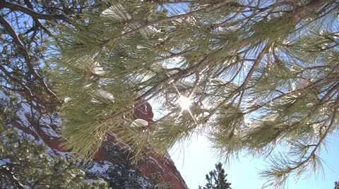 Red rock canyon Видео 21262276