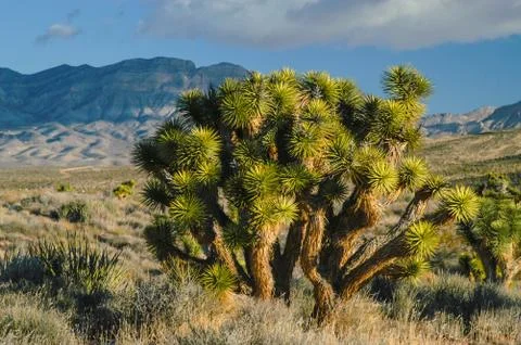 Red Rock Canyon Foto stock