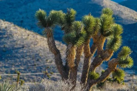 Red Rock Canyon Stock Photos