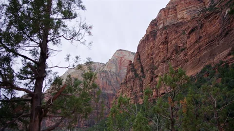 Red Rock Cliff Face with Pine Forest Zion Canyon Utah Stock Footage 314684150