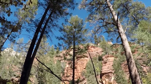 Red Rock Cliff &amp; Towering Pine Trees- West Fork Hiking Trail- Sedona AZ Stockbeeldmateriaal 312359337
